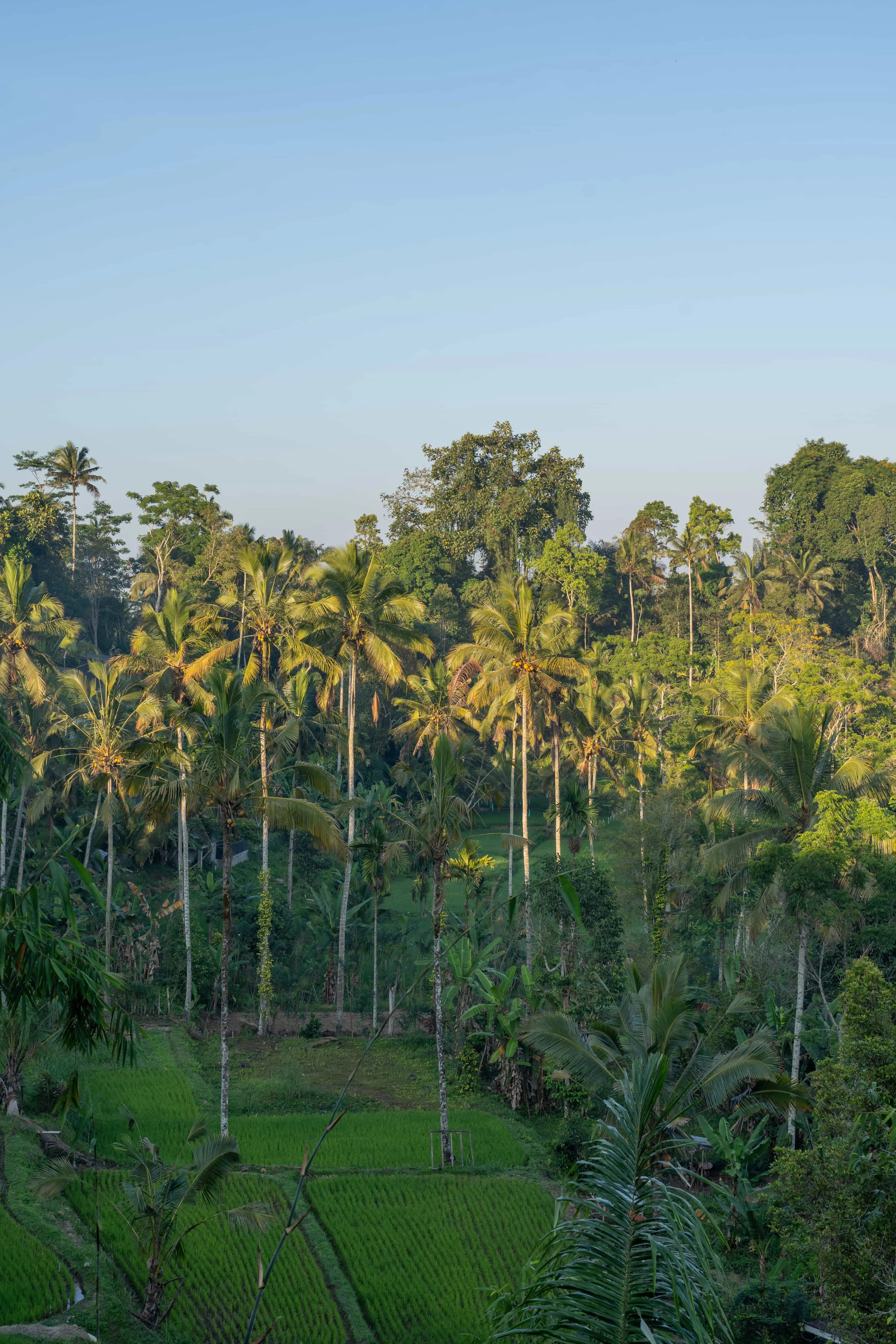Rice terraces above Sebatu at first light